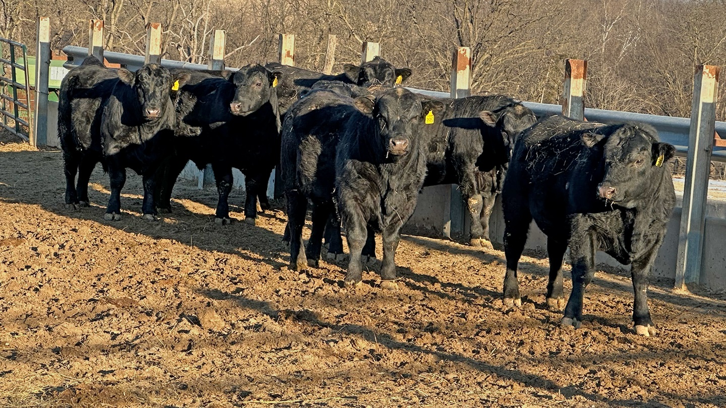 pen of bulls