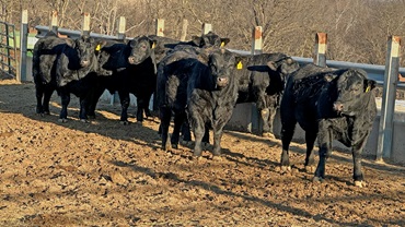 pen of bulls