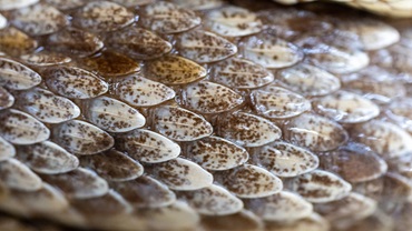 snake skin
