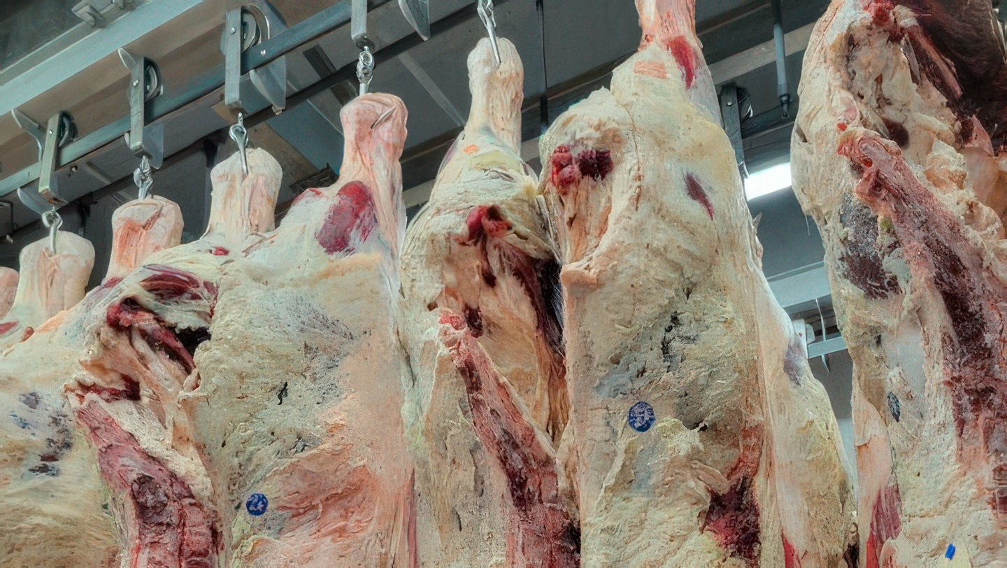 beef carcasses