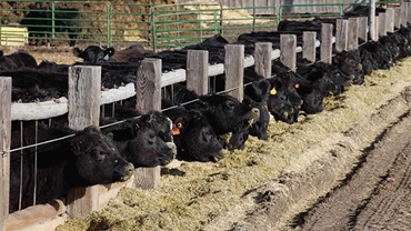cattle eating from a bunk (Canva photo)