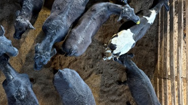cattle pen
