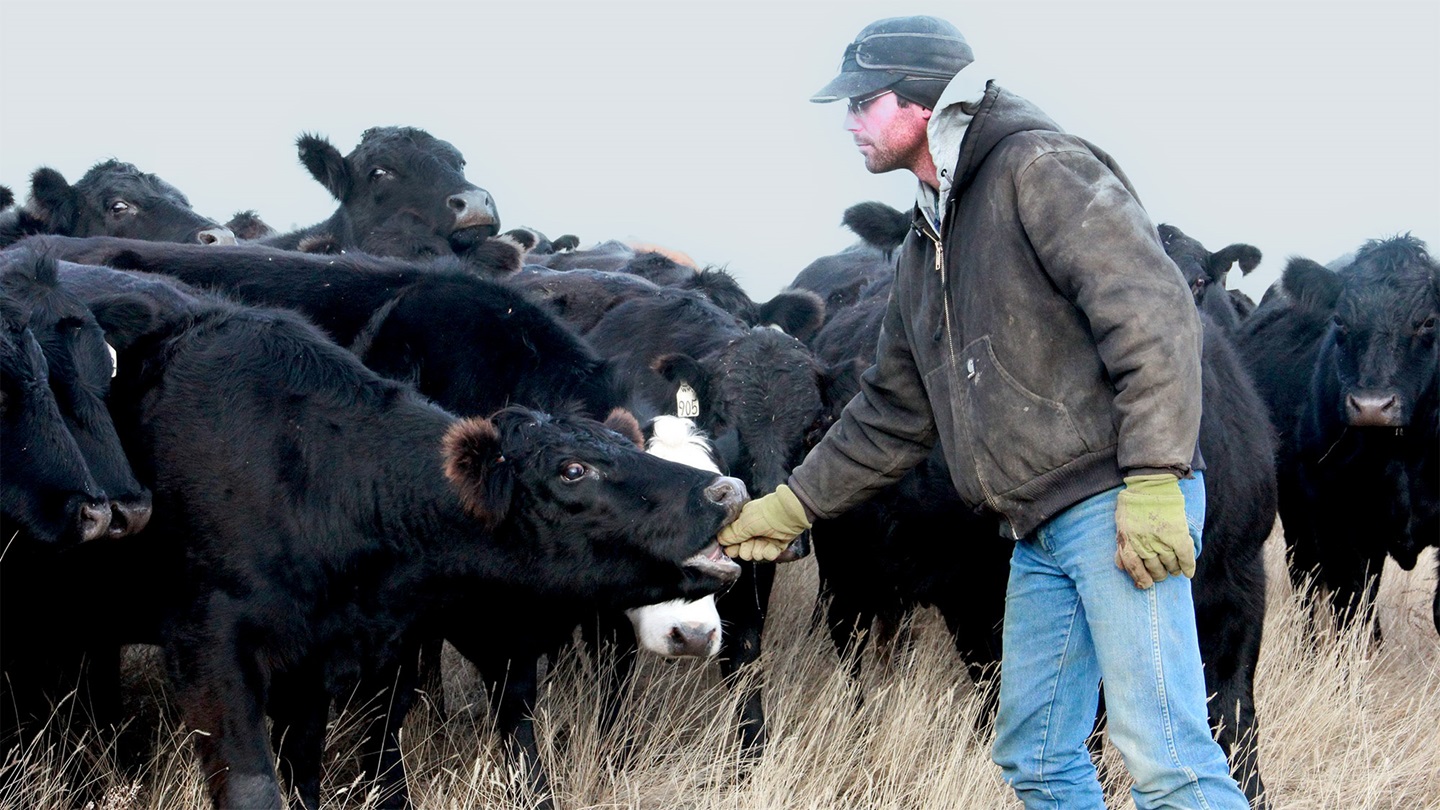 Charles Maude feeding cattle