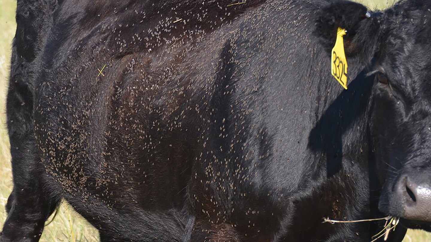 Horn Flies on a cow
