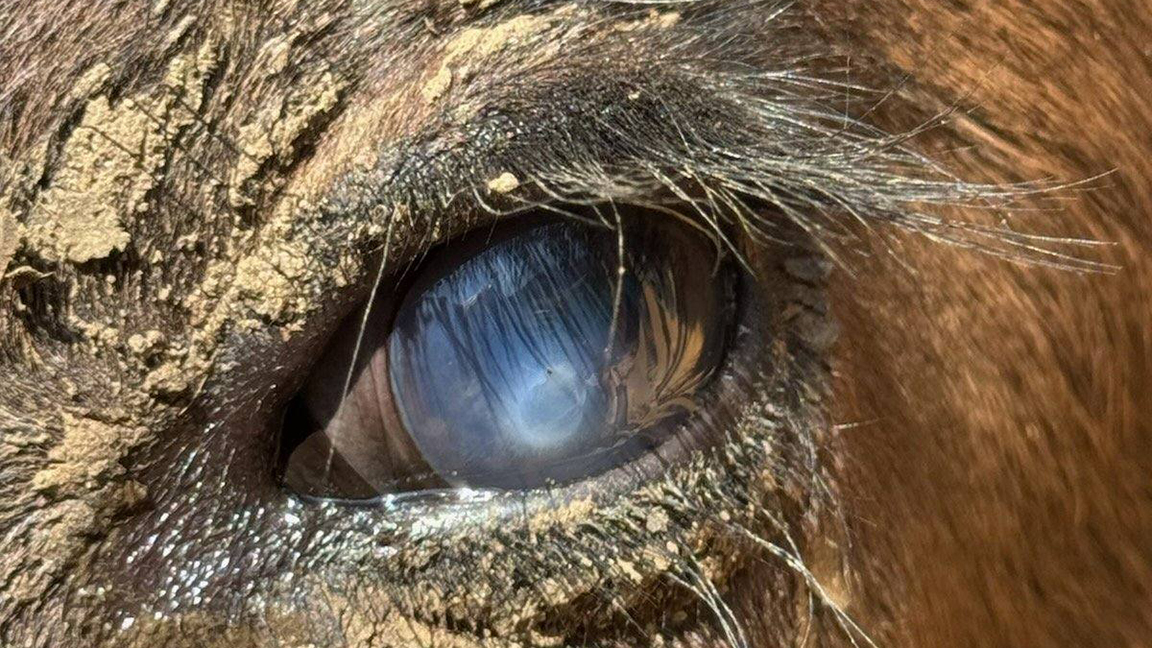pinkeye
