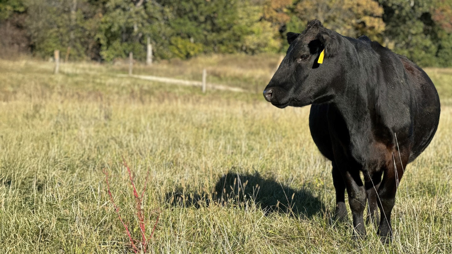 solitary cow