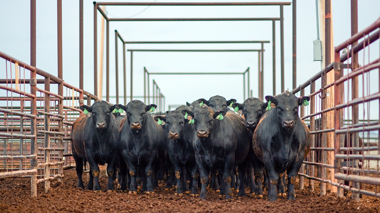 Steers in an alley