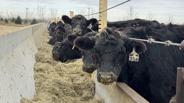 cattle eating at bunk