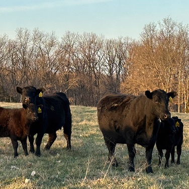 cows & calves on pasture