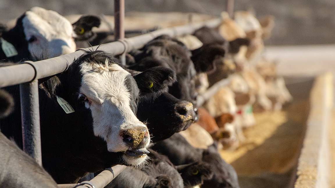 cattle feeding at a bunk