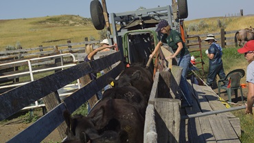 working cattle