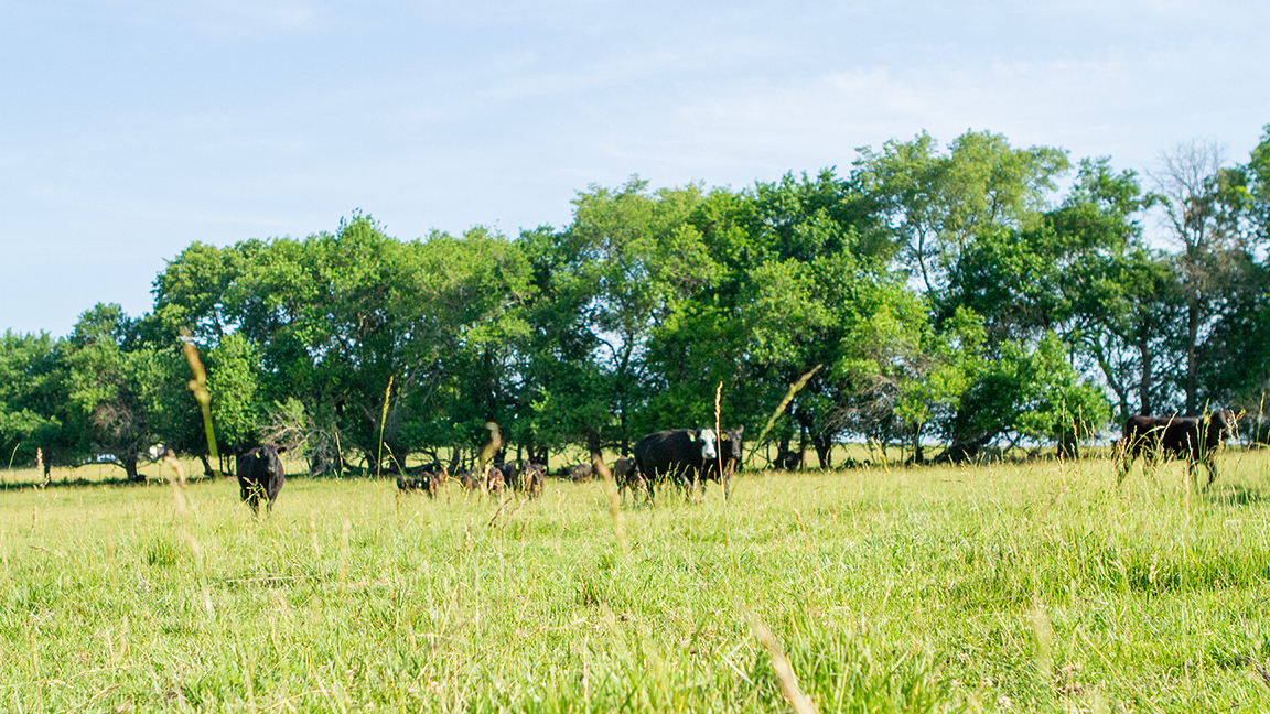 cattle in a field