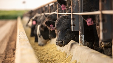 steers at bunk