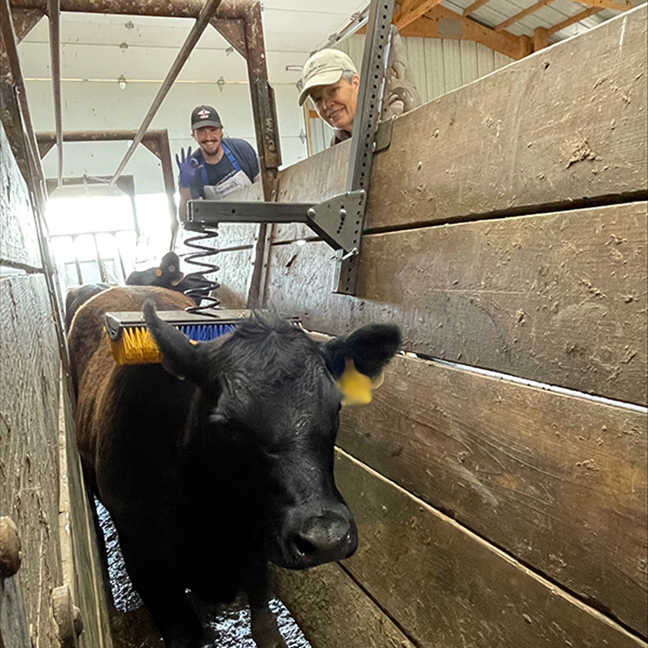 cow brush