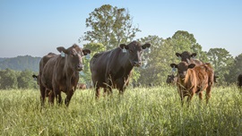 cow calf