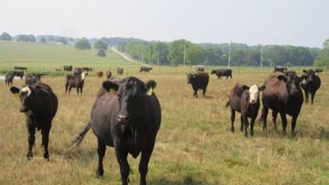 commercial herd on pasture