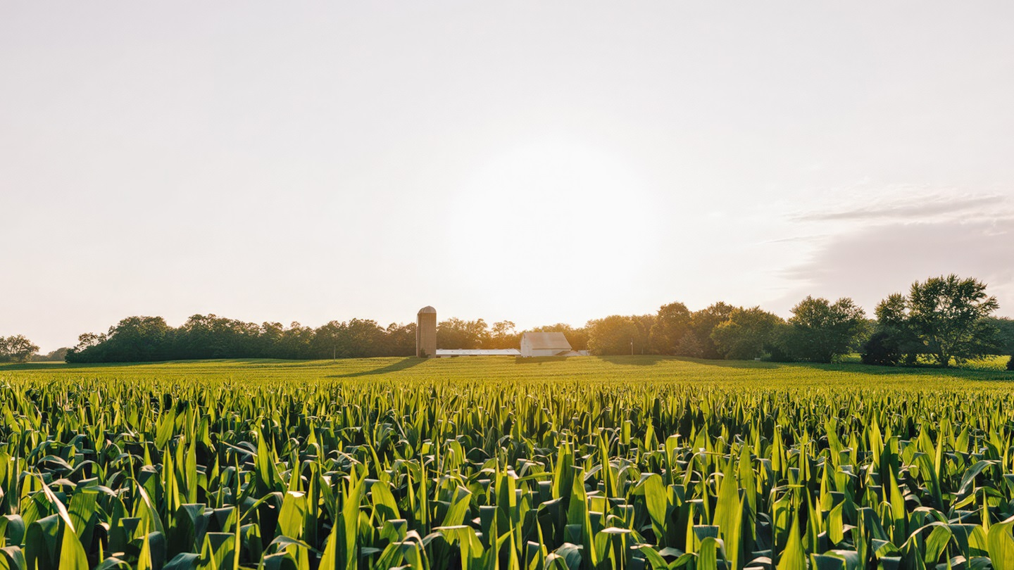 corn field and barn