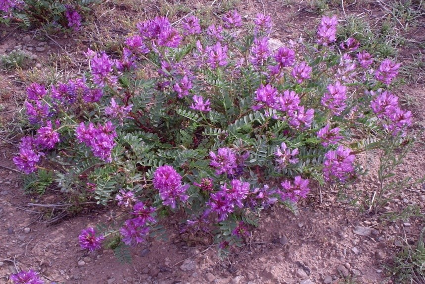 Locoweed. [Photo by Kevin Welch.]