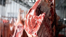 Hanging meat