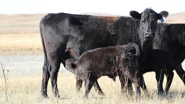cow calf