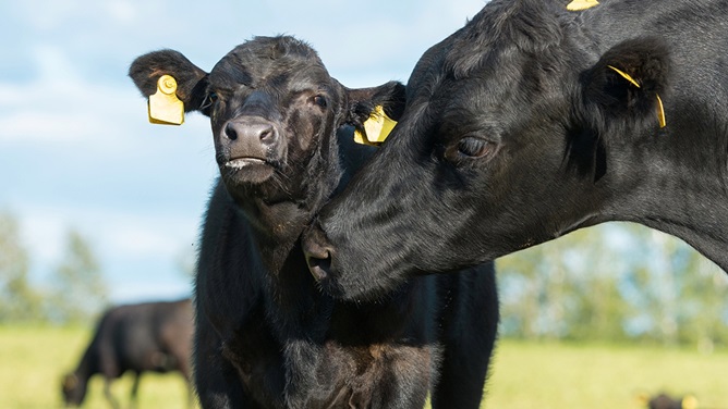 Angus Cow Calf
