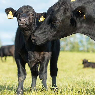 angus cow calf