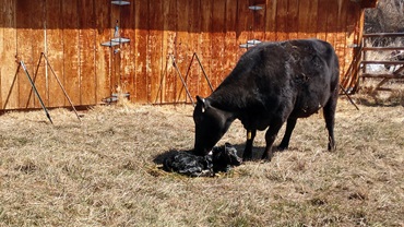 cow calf