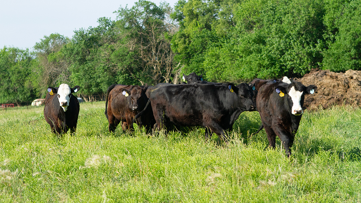 cattle with fly ear tag