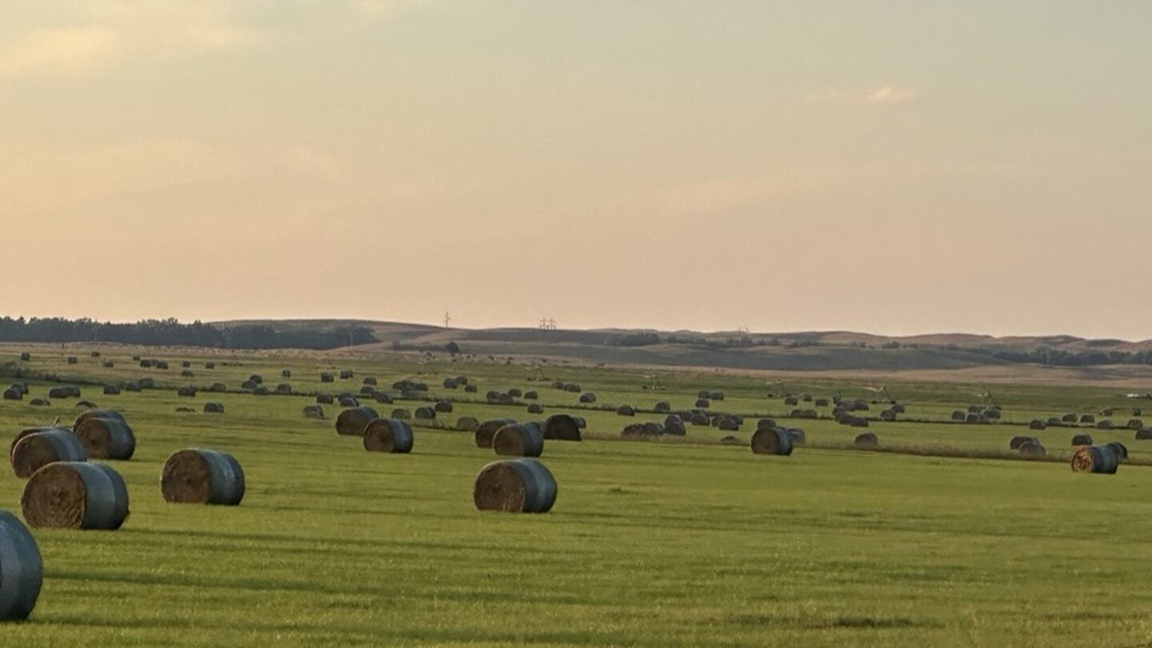 hay bales in a field