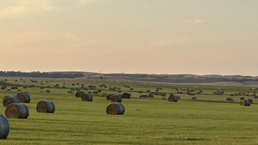 hay bales in a field