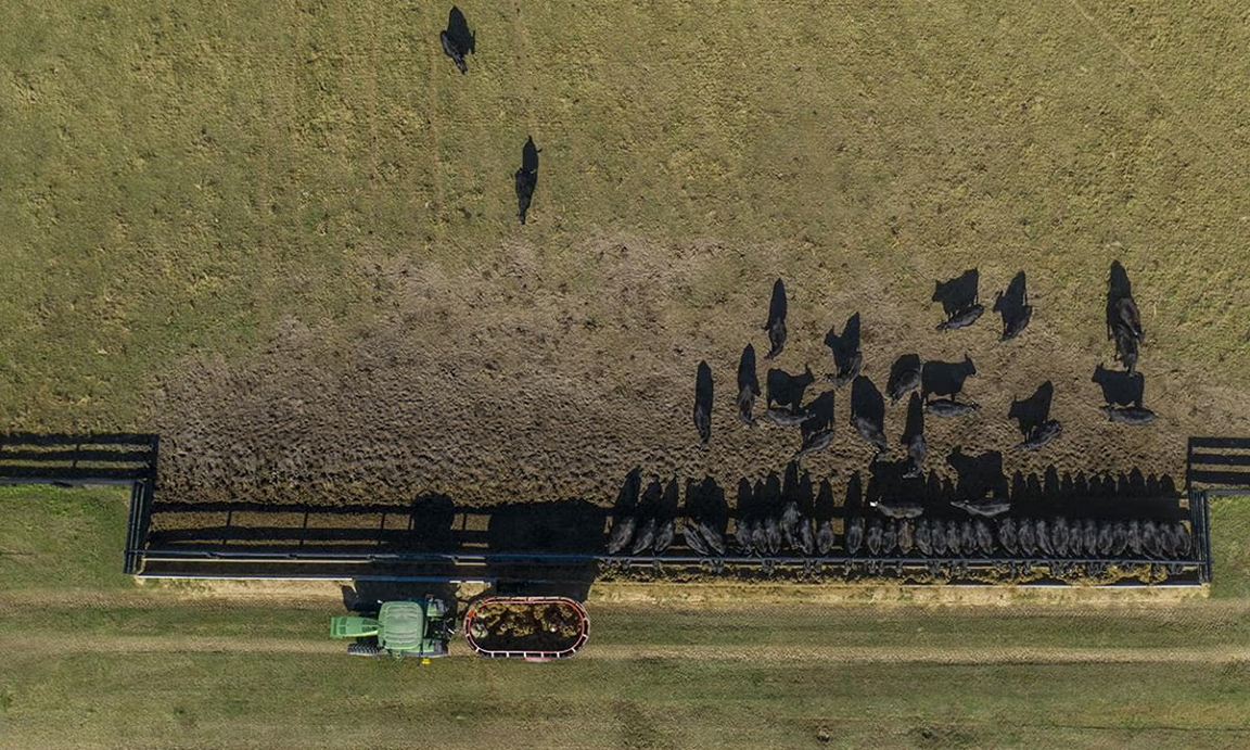 Purchasing bred heifers or cows can increase the genetic diversity and quality of the cow herd. [Photo by Lance Cheung, USDA.]