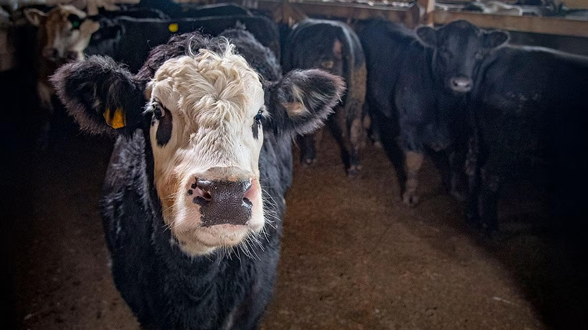 The opportunity cost of replacement heifers is something to strongly consider before loading the truck this fall. [Photo by Preston Keres, USDA.]