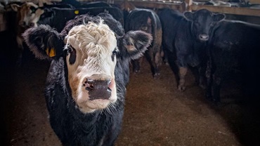 The opportunity cost of replacement heifers is something to strongly consider before loading the truck this fall. [Photo by Preston Keres, USDA.]