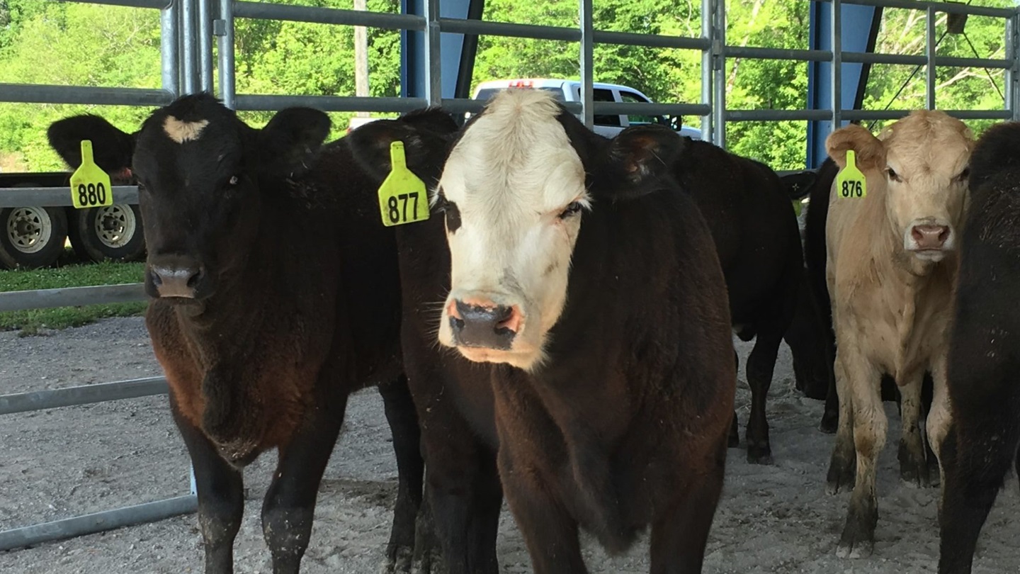 feedlot cattle