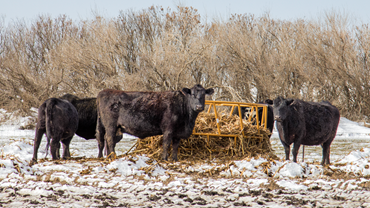 cows eating hay