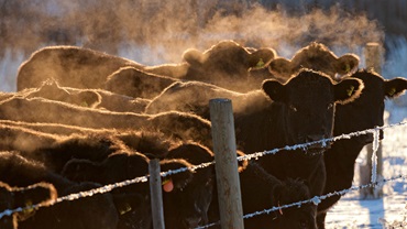 cattle in the cold