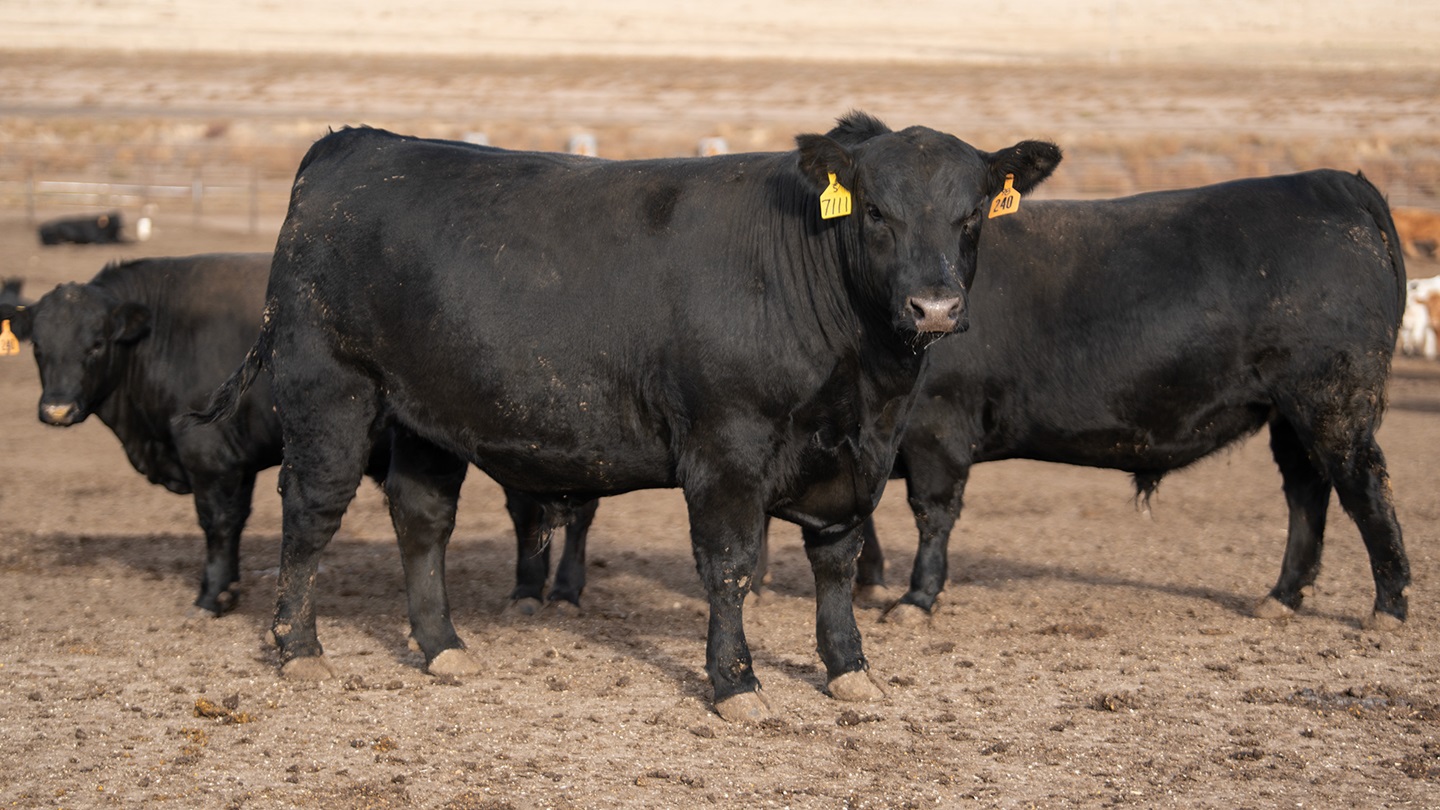 steers in feedlot