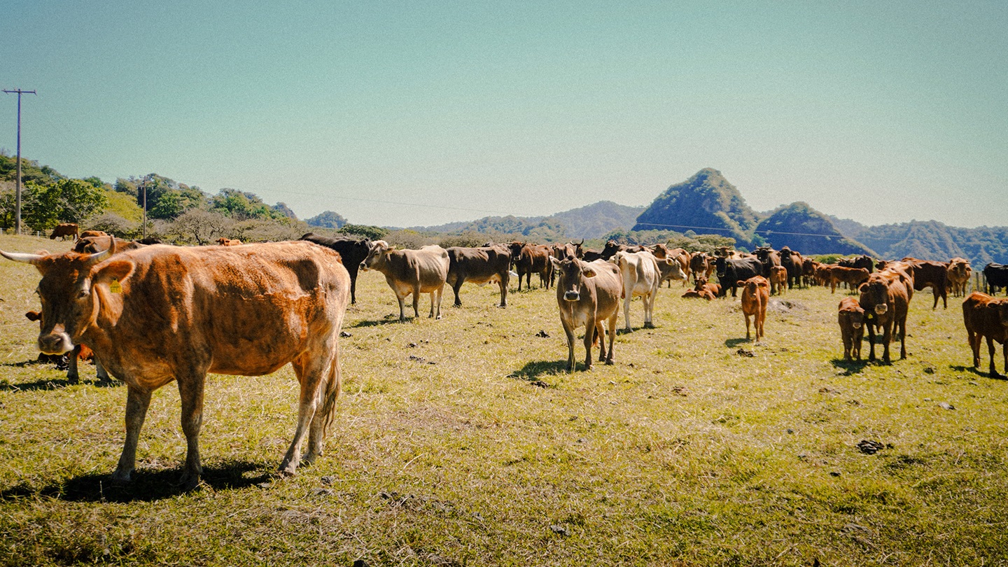 Cattle on a Mexican ranch
