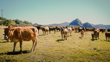 Cattle on a Mexican ranch