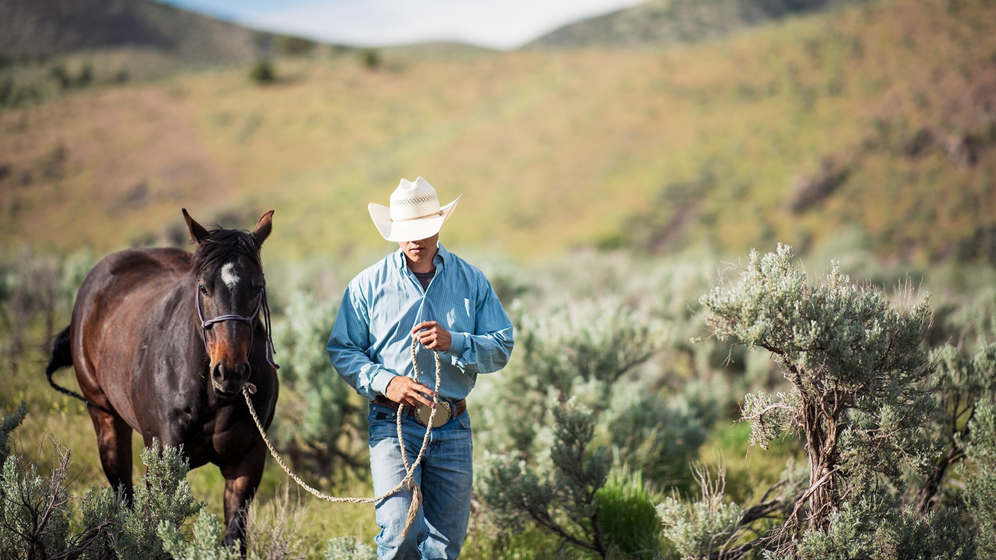 horse being led