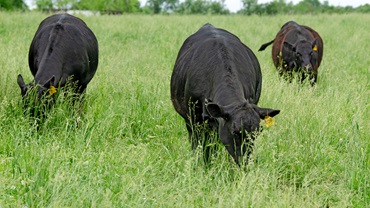 cattle in lush pasture
