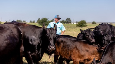 Steve Zybach with cattle