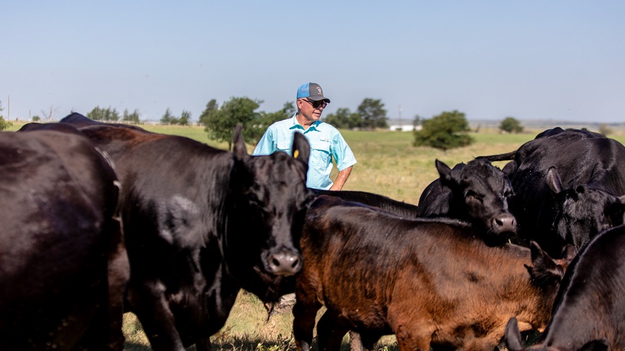 Steve Zybach with cattle