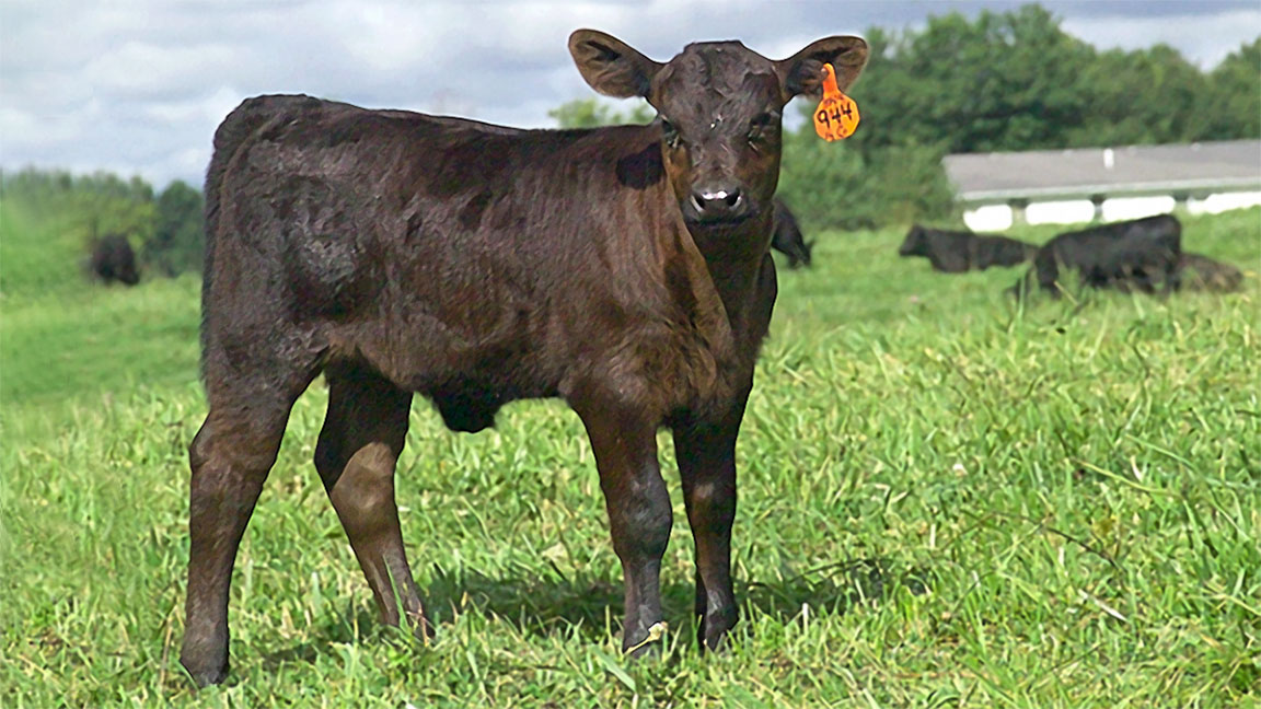 calf