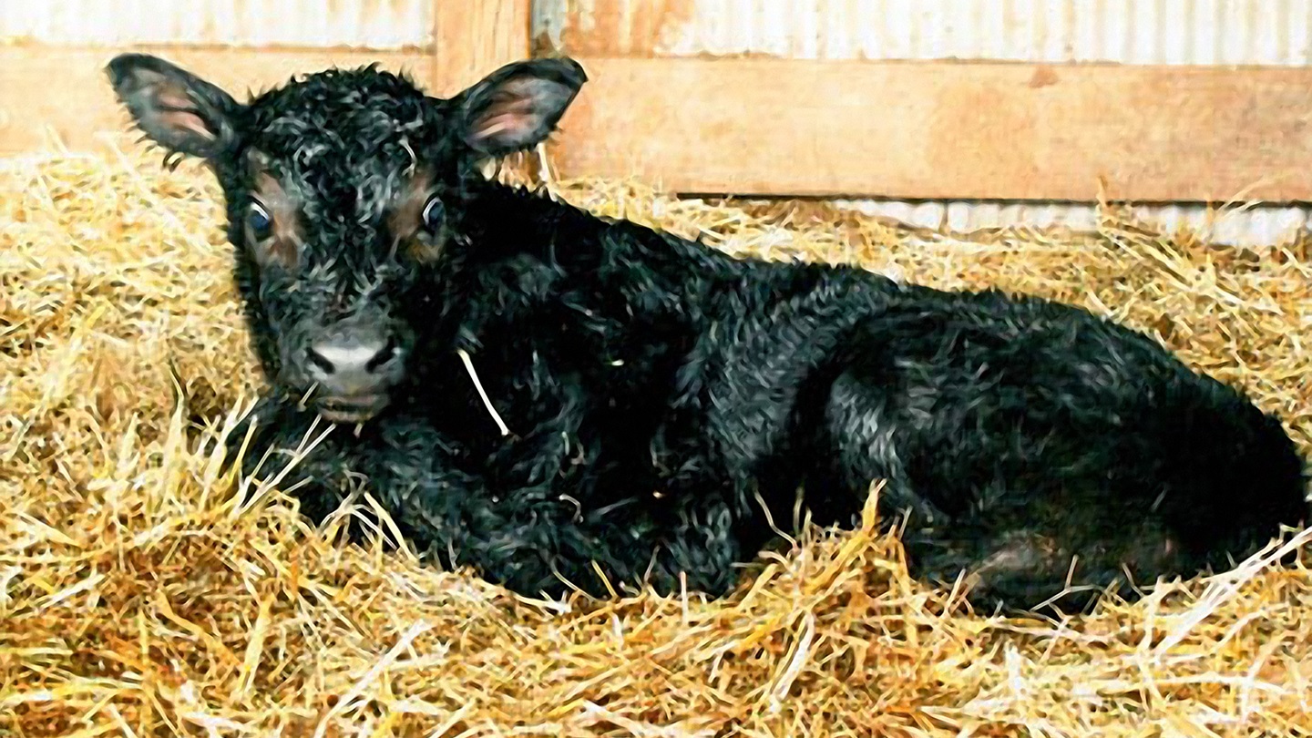 newborn calf