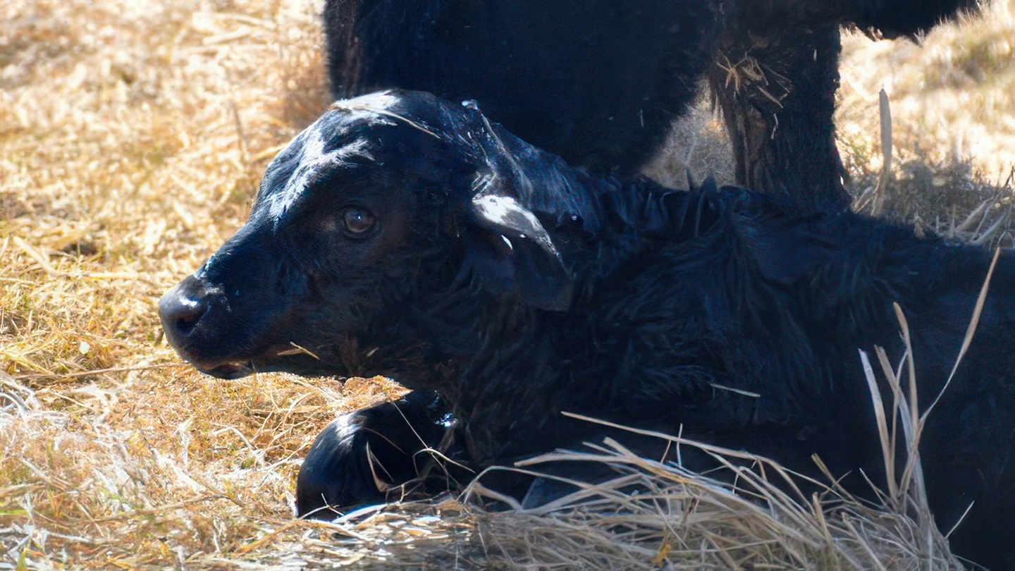 newborn calf
