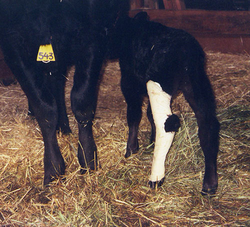 calf with broken bone