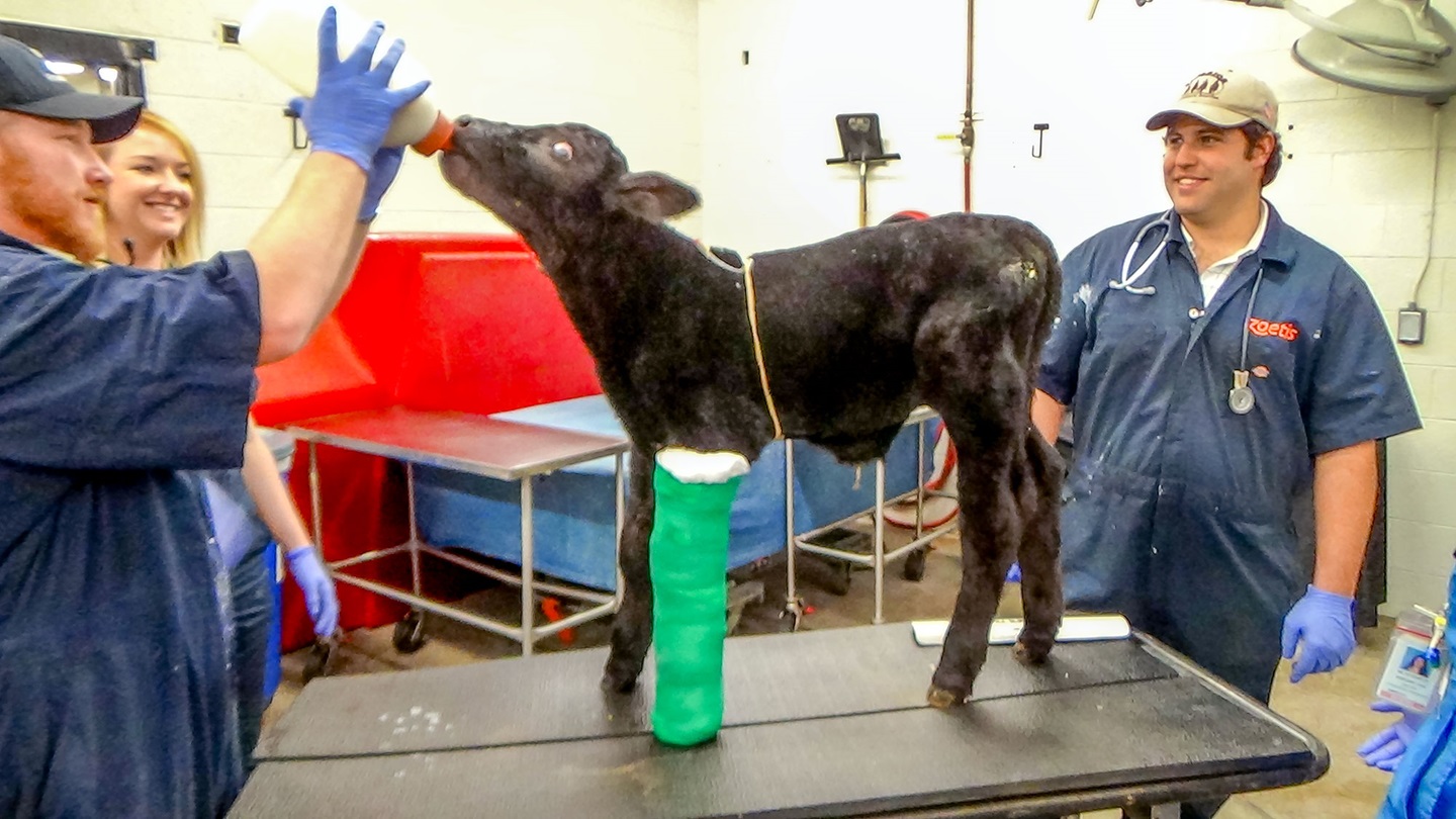 calf with broken bone