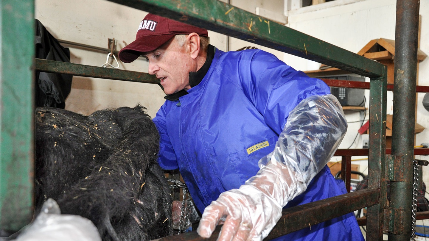 checking cow