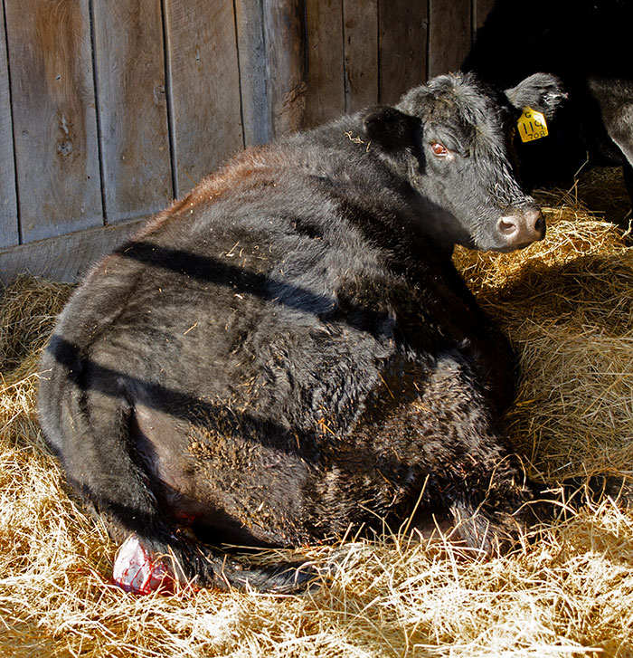 first calf heifer